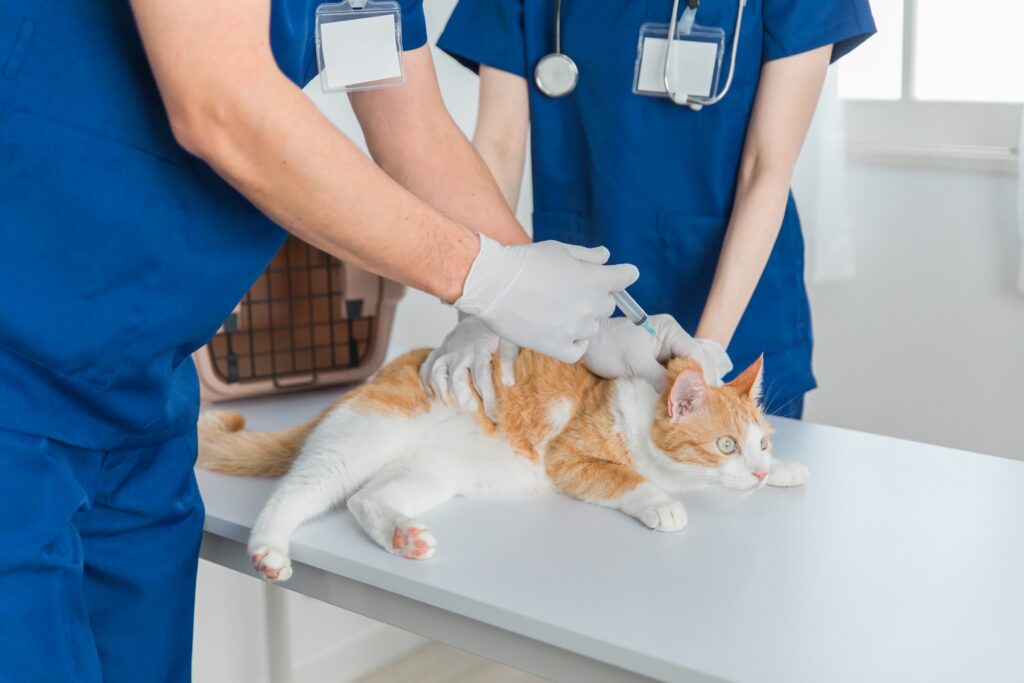 猫に注射を打つ獣医