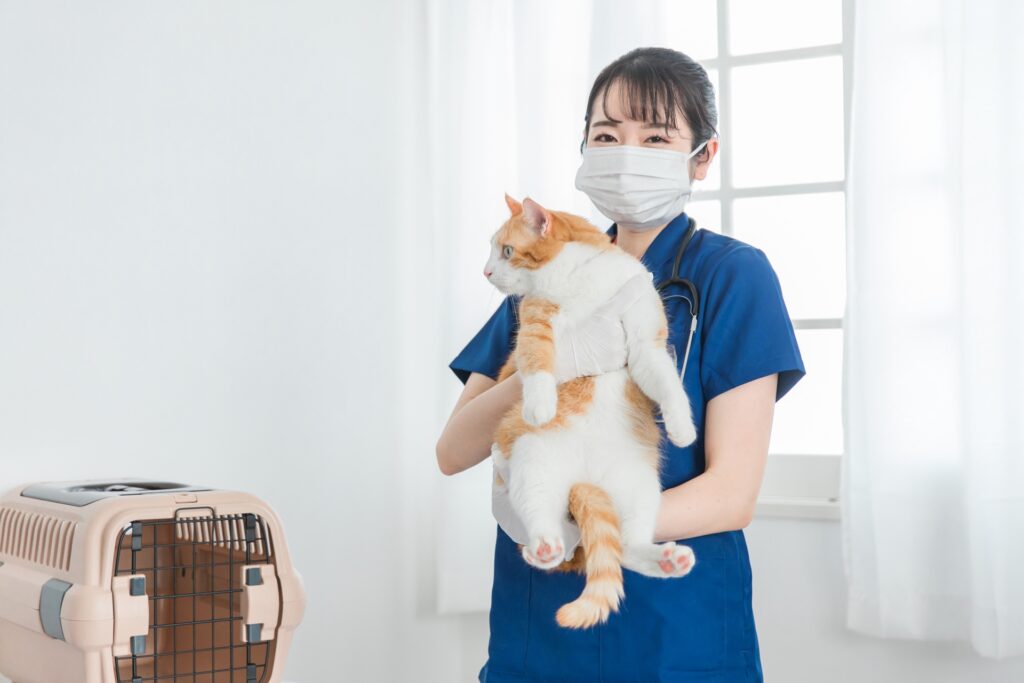猫を抱く動物病院の女性獣医師