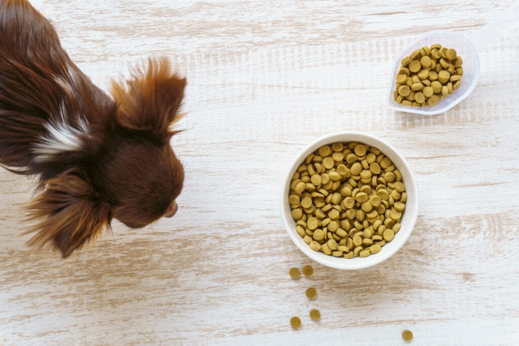 白い木目の背景にチワワとドッグフード