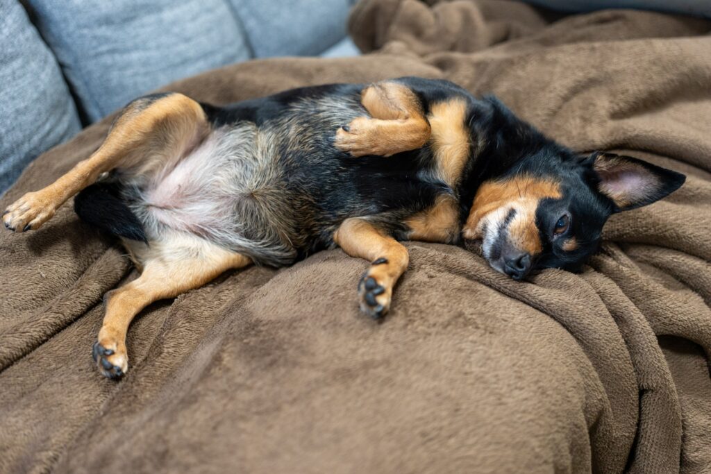 お腹を見せる犬