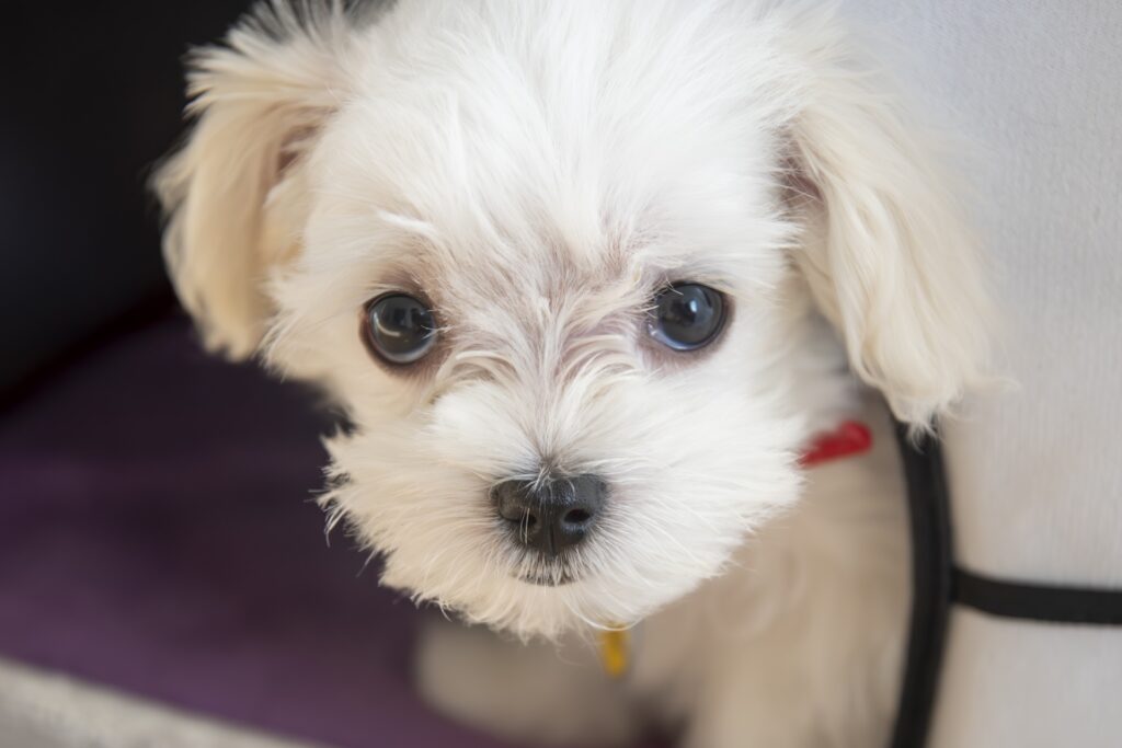 ひょっこり顔を出すマルチーズ