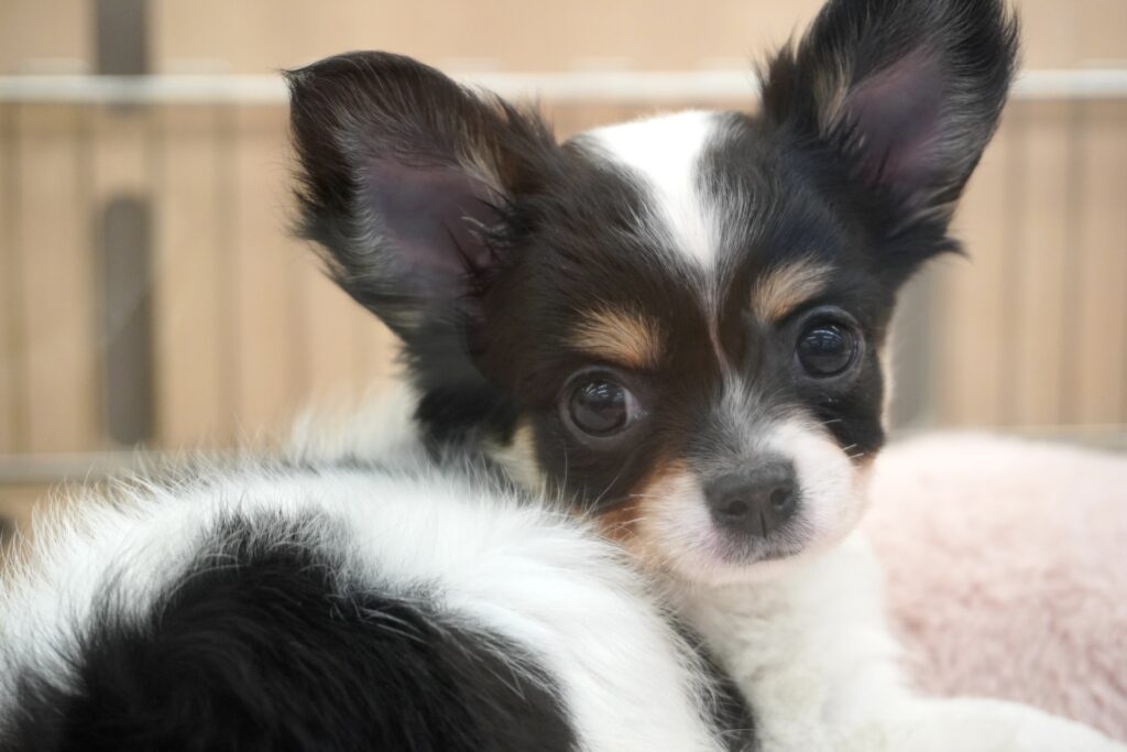 じっと見つめるチワワ