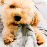 噛む癖があるペットのペットホテル利用はどうする？リスクや対策、準備を解説！