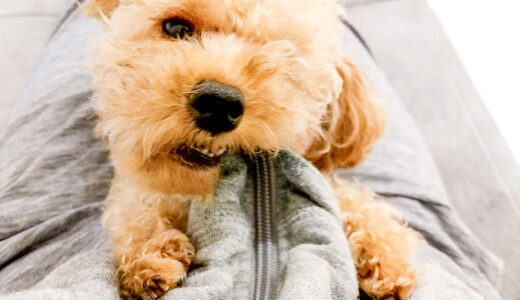 噛む癖があるペットのペットホテル利用はどうする？リスクや対策、準備を解説！