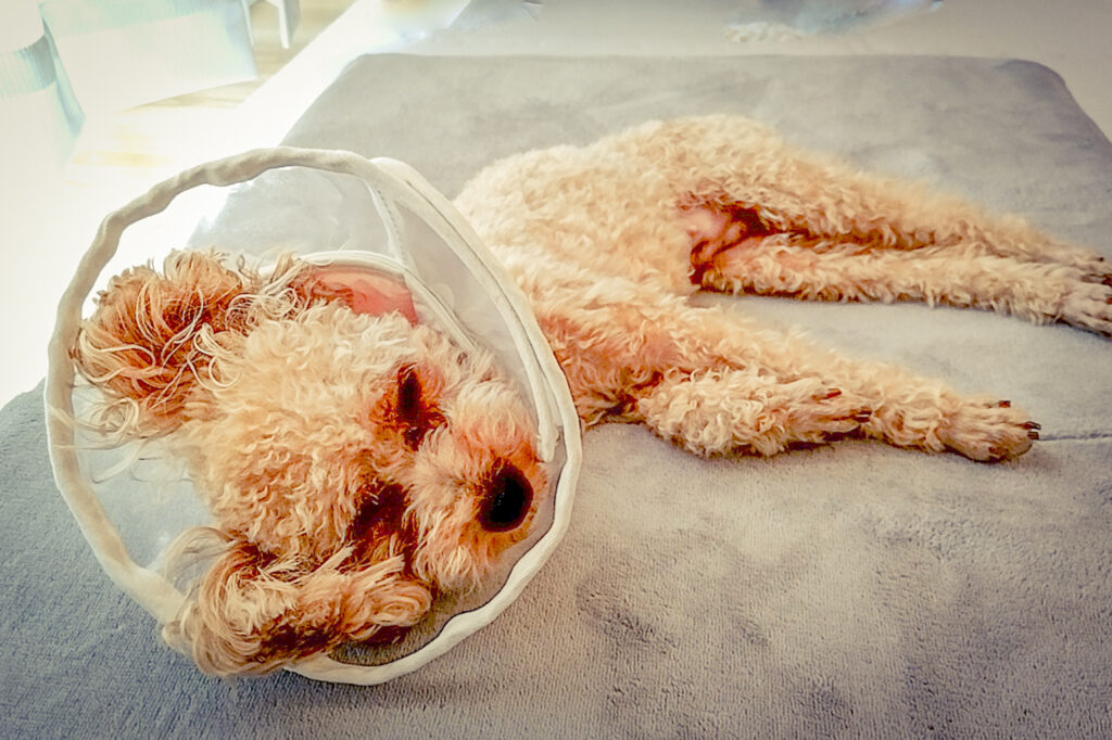 エリザベスカラーとトイプードル