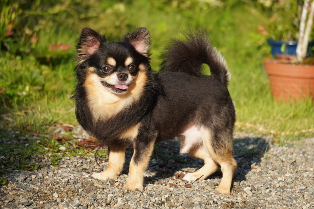 陽光を浴びて嬉しい顔のチワワ