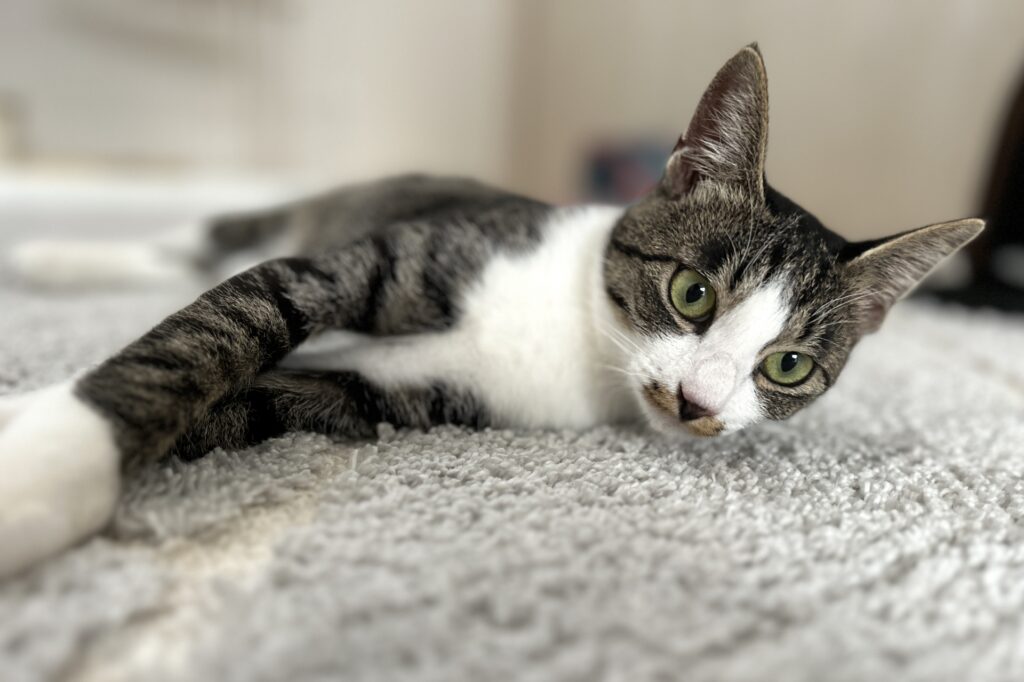 カーペットでくつろぐ猫