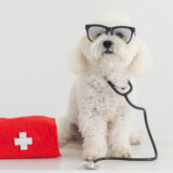 動物病院に入院するときの注意点｜過ごし方や費用目安なども解説！