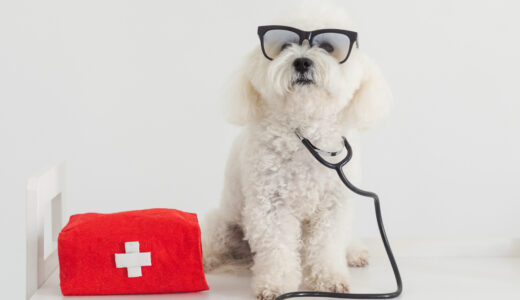 動物病院に入院するときの注意点｜過ごし方や費用目安なども解説！