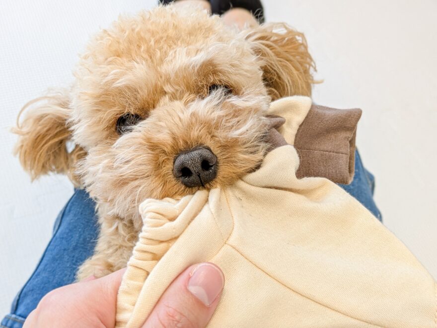 布を引っ張るトイプードル