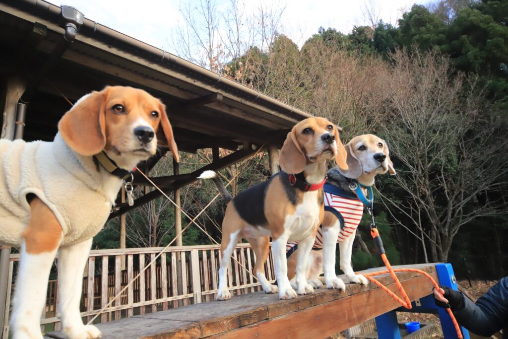 仲良しのビーグル犬