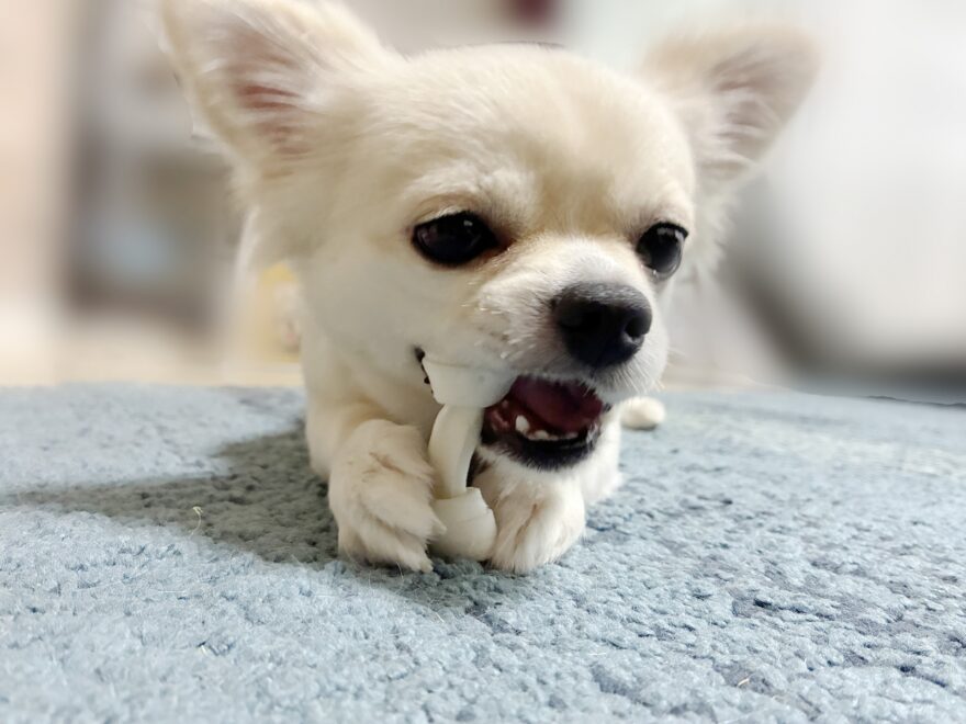 蹄を噛むチワワ