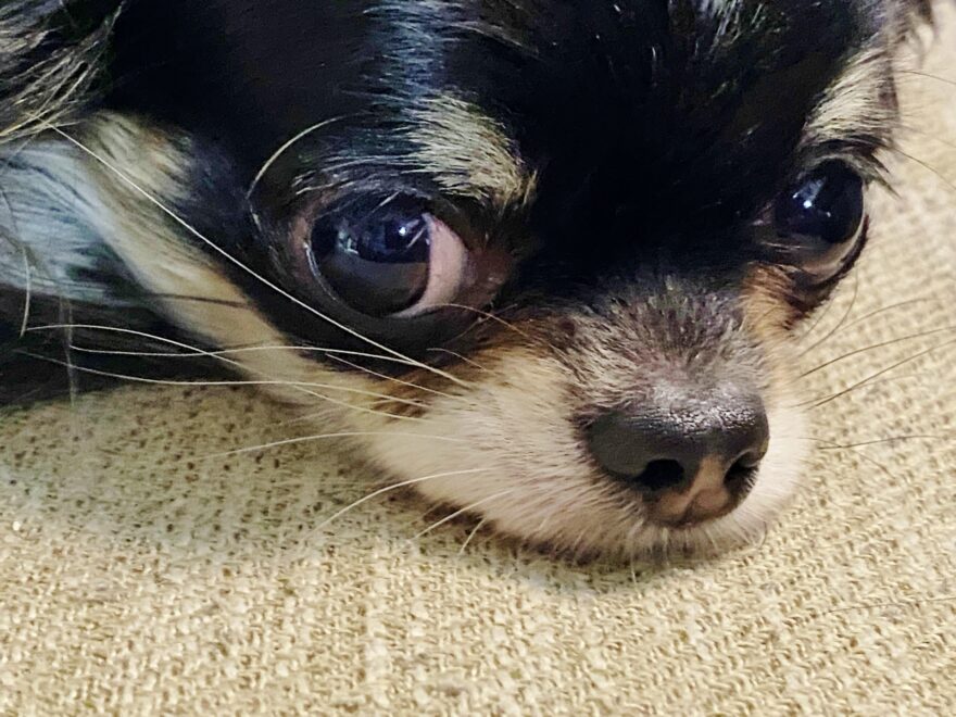 ロングコートチワワ