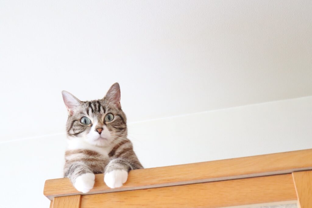 見つめるトラ猫