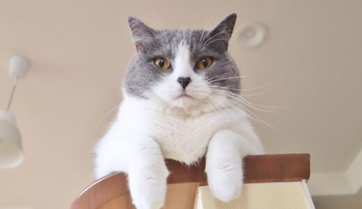 猫の失明の原因は？病気の治療法や視力を確認する方法、予防法を解説