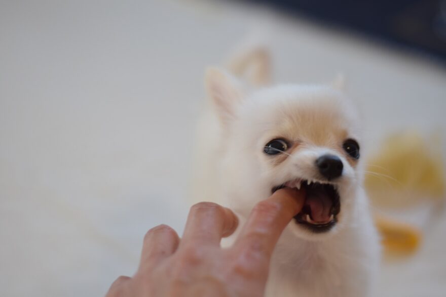 噛む犬