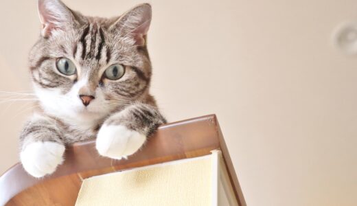 猫の療法食の目的と種類｜食事療法の注意点や食べないときの対処法を解説