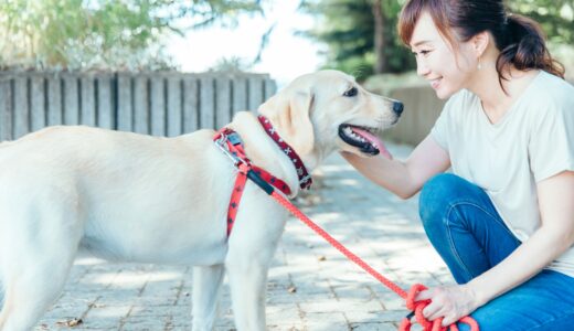 褒め方が変わると行動が改善する！しつけ教室で褒め方を学ぶメリットとは