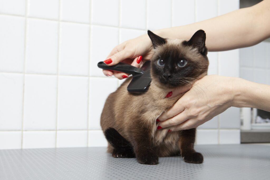 ブラシで整えられる猫