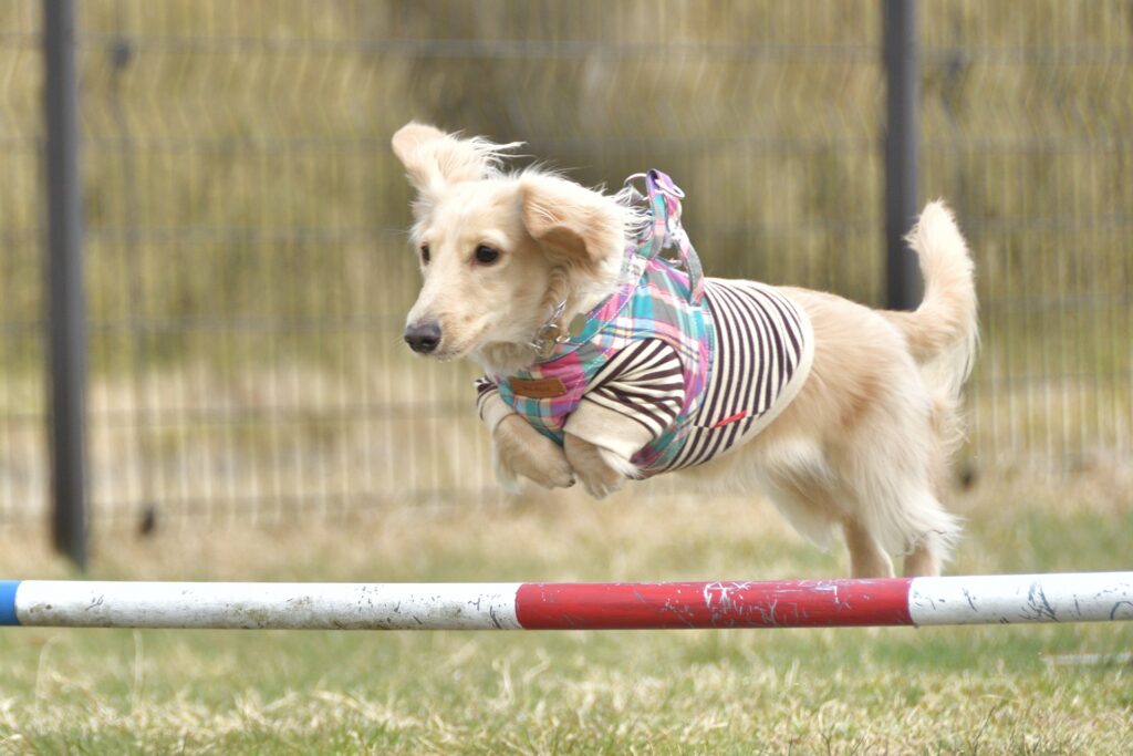 アジリティーをする犬