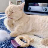 トリミングサロンの毛玉ケア｜毛玉の原因や放置リスク、自宅ケアなどを解説