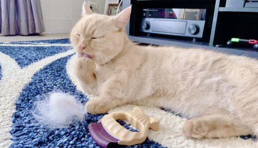 トリミングサロンの毛玉ケア｜毛玉の原因や放置リスク、自宅ケアなどを解説