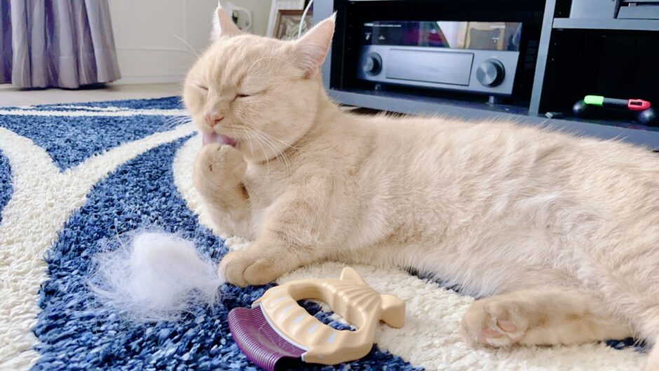 トリミングサロンの毛玉ケア｜毛玉の原因や放置リスク、自宅ケアなどを解説