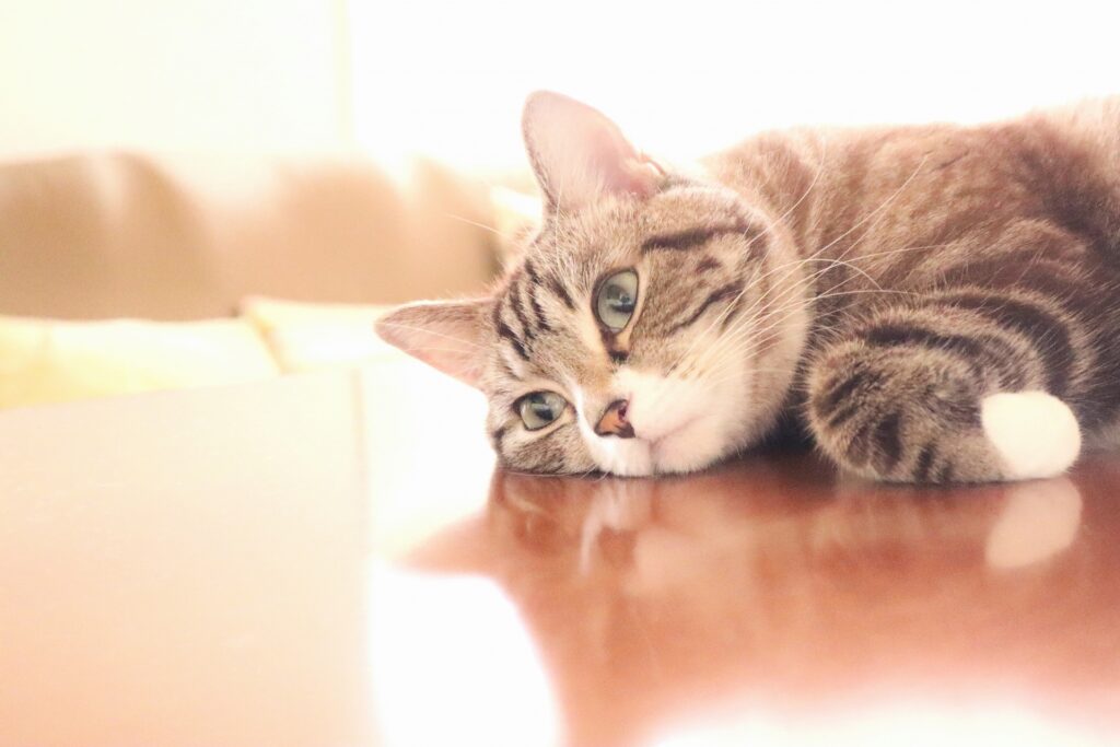 考える可愛いトラ猫の悩む表情