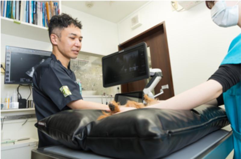 もりかわ動物病院