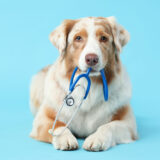 動物病院の選び方｜診療科の違いや慢性腎臓病に強い病院を見極めるポイント