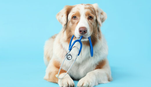 動物病院の選び方｜診療科の違いや慢性腎臓病に強い病院を見極めるポイント