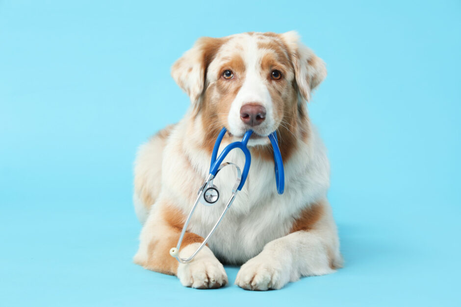 動物病院の選び方｜診療科の違いや慢性腎臓病に強い病院を見極めるポイント