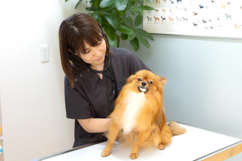 にしおおみや動物病院