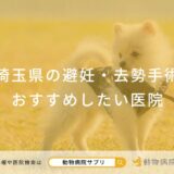 【2025年】埼玉県の避妊・去勢手術 おすすめしたい6医院