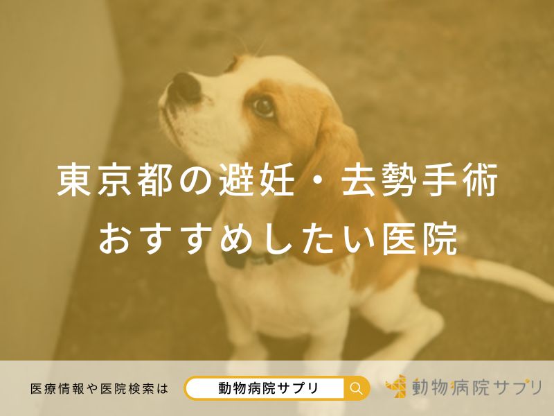 東京都の避妊・去勢手術  おすすめしたい医院