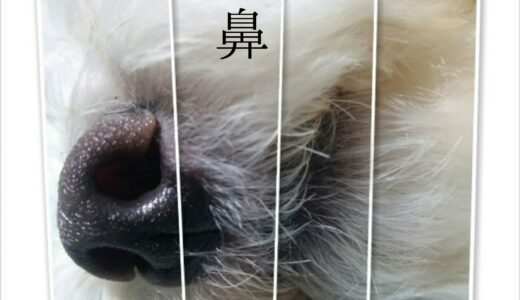 犬の鼻が乾いてるのはなぜ？考えられる病気や受診の目安、治療の流れなどを解説