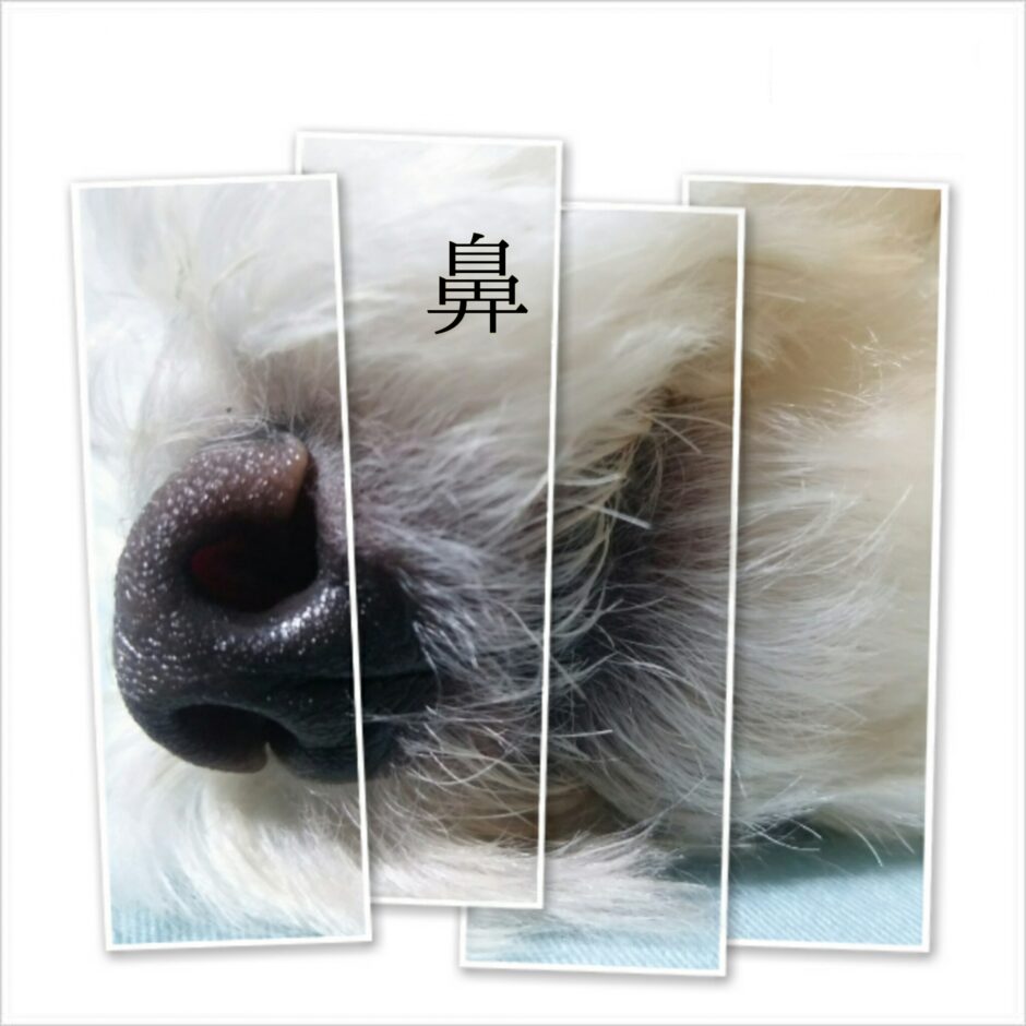 犬の鼻が乾いてるのはなぜ？考えられる病気や受診の目安、治療の流れなどを解説