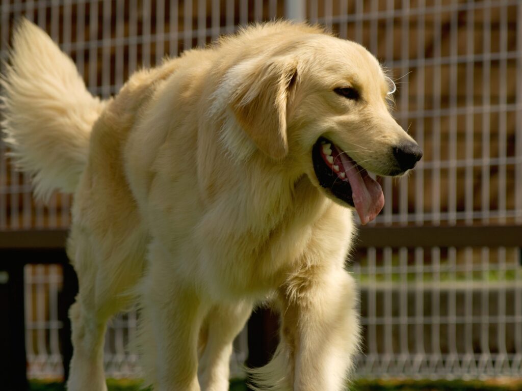 大型犬に適したペットホテルの環境