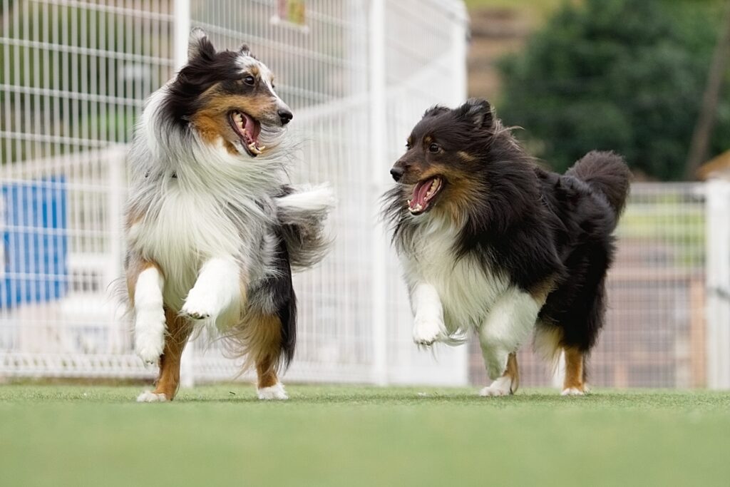 多頭飼いでしつけ教室を活用するメリット