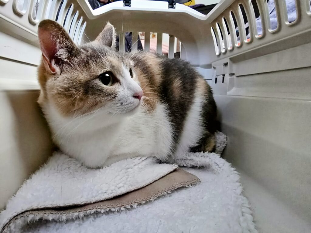 キャリーに入らない猫を入れるコツと対処法