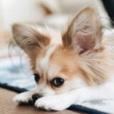 犬が白い泡を吐くのはなぜ？原因や受診の基準、対応ポイントなどを解説