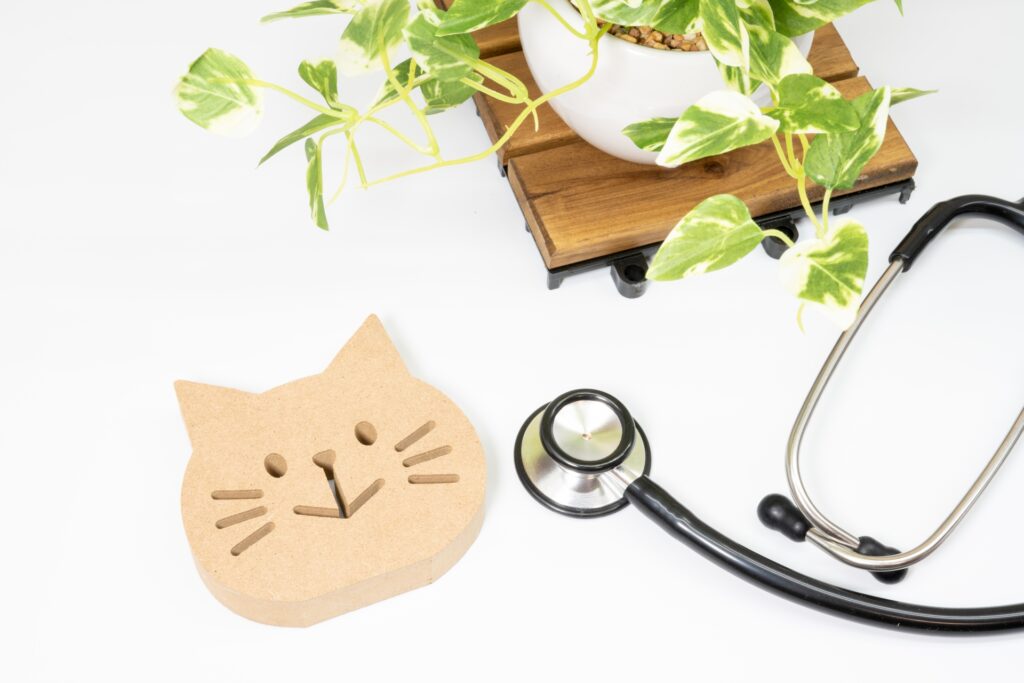 猫の診察