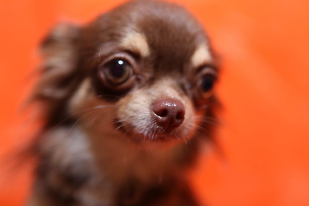 犬の鼻が乾いてるときの対処法