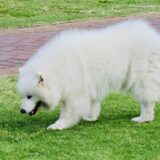 犬の咳が止まらないときに考えられる病気や治療の流れ、受診の目安などを解説