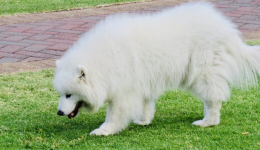 犬の咳が止まらないときに考えられる病気や治療の流れ、受診の目安などを解説