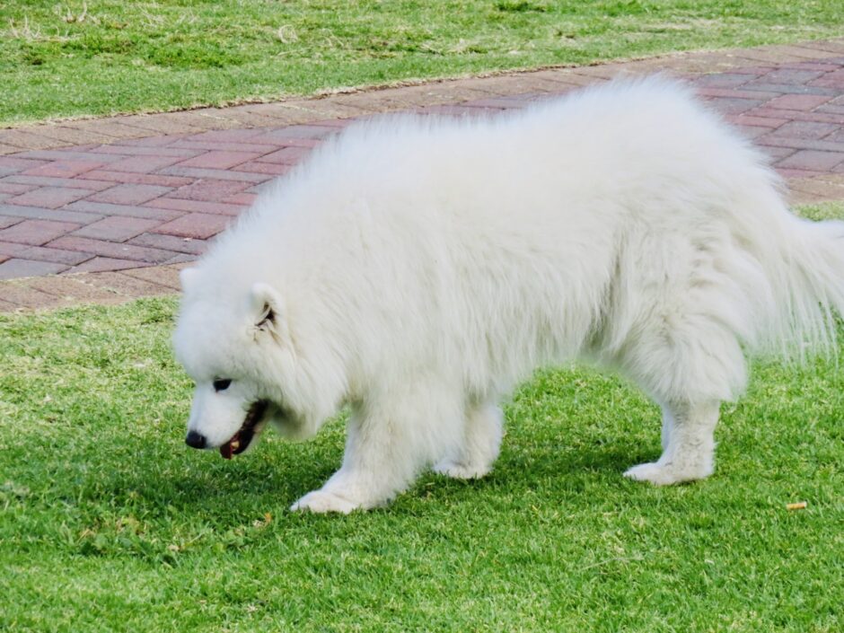 犬の咳が止まらないときに考えられる病気や治療の流れ、受診の目安などを解説