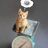 猫の体重減少で疑われる病気と受診の目安、対処法などを解説！