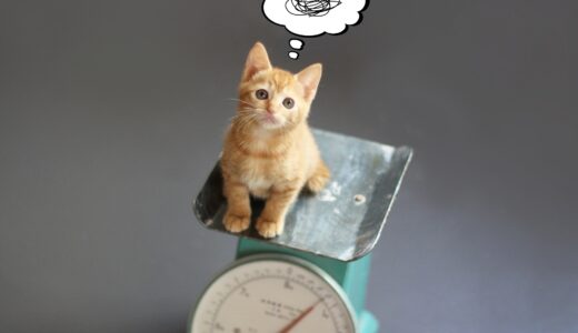 猫の体重減少で疑われる病気と受診の目安、対処法などを解説！