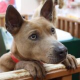 大型犬がペットホテルを利用するときの料金相場や預け入れの注意点などを解説