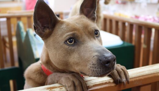 大型犬がペットホテルを利用するときの料金相場や預け入れの注意点などを解説